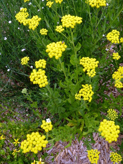 Achillea ageratifolia